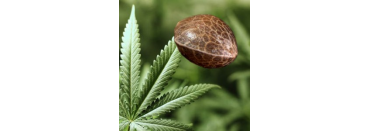 Cómo Germinar Semillas de Marihuana Paso a Paso
